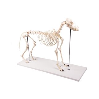 Scheletro di cane di plastica