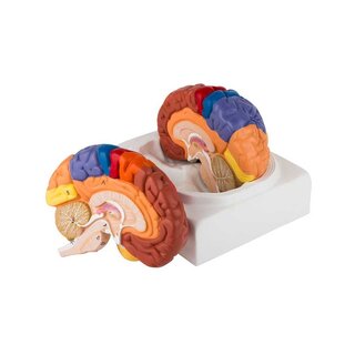 Modello educativo del cervello colorato in due parti