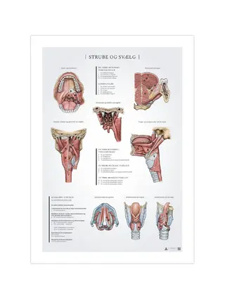 Poster di anatomia della gola e della faringe 50x70mm