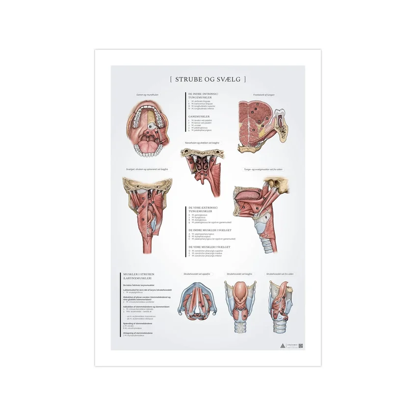 Poster di anatomia della gola e della faringe 50x70mm