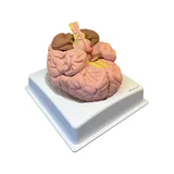 Modello del cervello in 8 parti su supporto