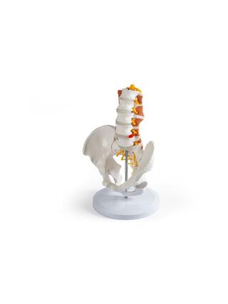 Bacino maschile, colonna lombare con muscoli
