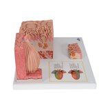 Microanatomia - lingua