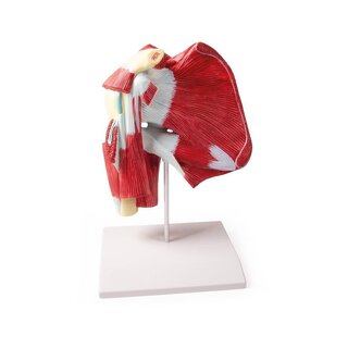 Modello di spalla con muscoli profondi