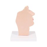 Modello anatomico della bocca e della gola