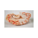 Cervello in 8 parti con arterie nella testa divisa