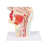 Modello anatomico della bocca e della gola