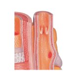 Microanatomia - arteria e vena