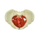 Modello di bacino femminile con pavimento pelvico
