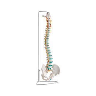 Modello di colonna vertebrale flessibile