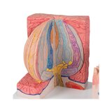 Microanatomia - lingua