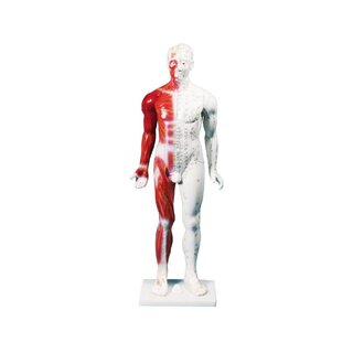 Figura di agopuntura cinese, uomo, 80 cm