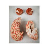 Cervello in 8 parti con arterie nella testa divisa