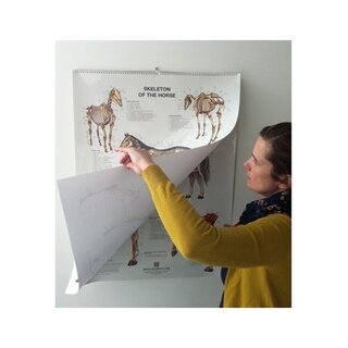 6 poster di cavalli in formato flip over