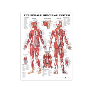 Muscoli femminili - Poster anatomia 51x66 cm