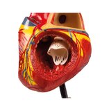 Cuore umano, 2 volte la dimensione naturale, 4 parti