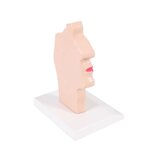 Modello anatomico della bocca e della gola
