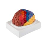 Modello educativo del cervello colorato in due parti