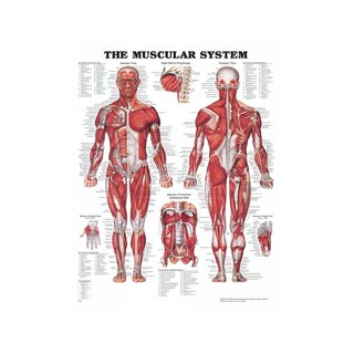 Tavola anatomica - Muscoli (Il sistema muscolare)