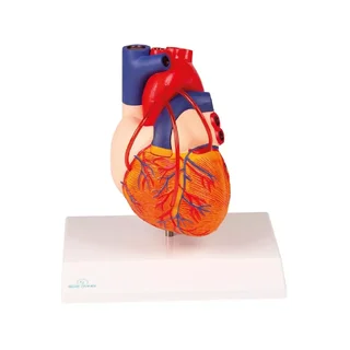 Cuore con bypass