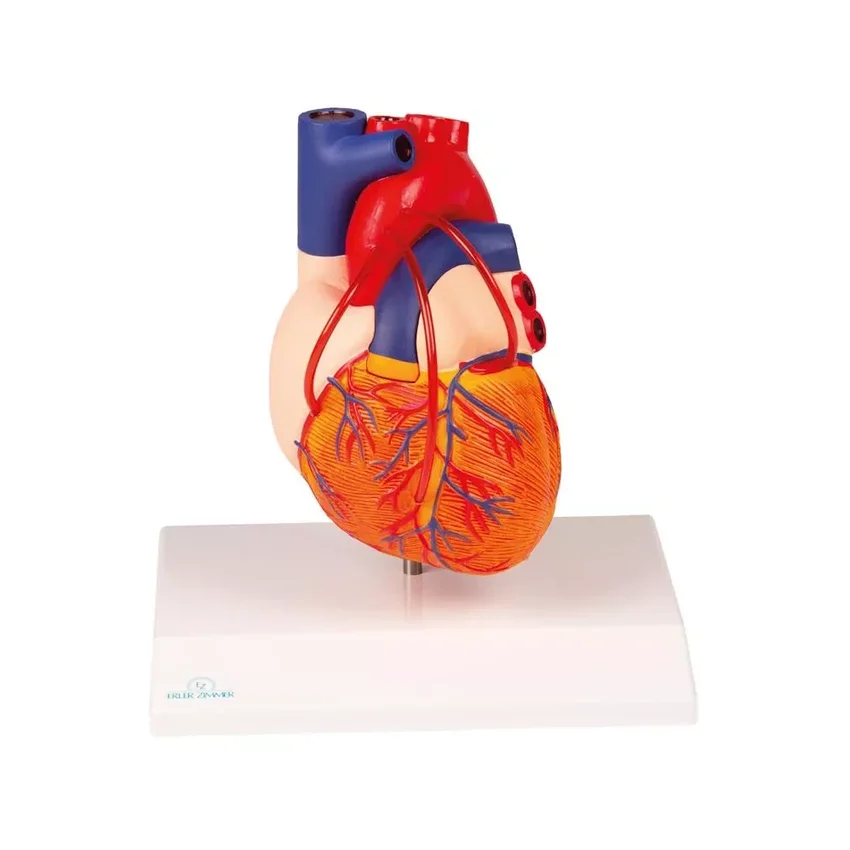 Cuore con bypass