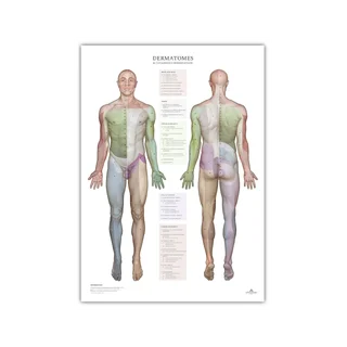 Dermatomeri e aree di innervazione cutanea - poster 50x70 cm