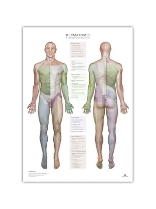 Dermatomeri e aree di innervazione cutanea - poster 50x70 cm
