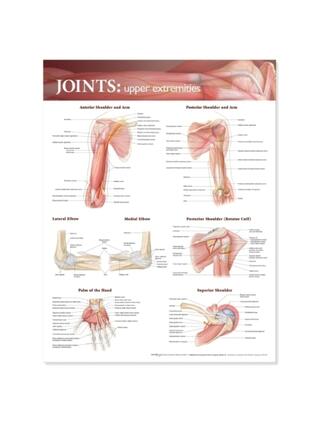 Poster con le articolazioni dell'arto superiore in inglese