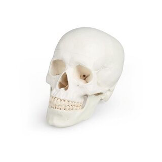 Modello di cranio umano