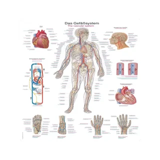 Poster del sistema vascolare, 50x70 cm