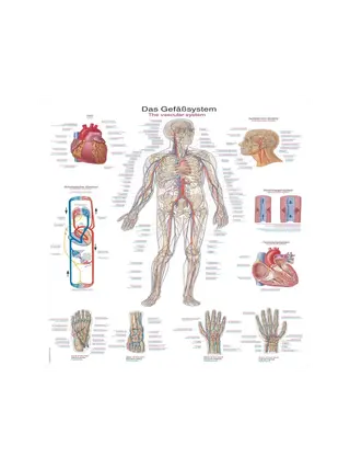 Poster del sistema vascolare, 50x70 cm