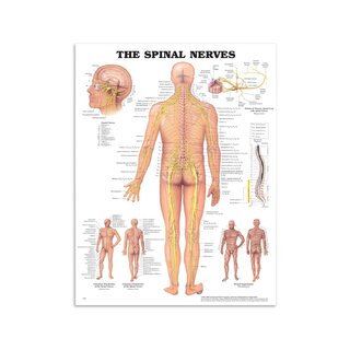 Tavola anatomica - Nervi spinali