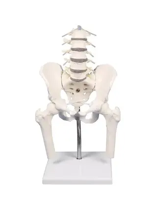 Colonna lombare con bacino, per la dimostrazione di posture scorrette