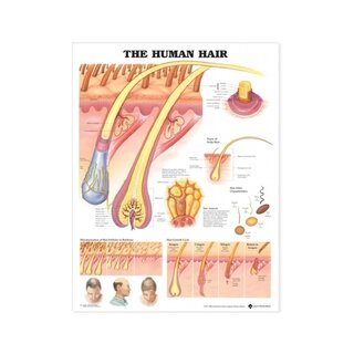 Poster laminato con capelli umani in inglese