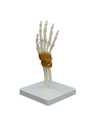 Modello anatomico - Mano