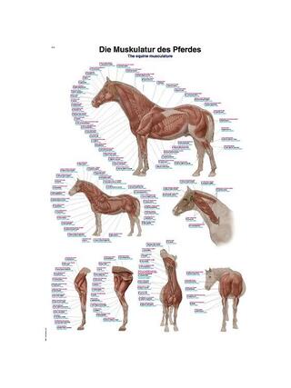 Poster muscolatura del cavallo 50x70 cm