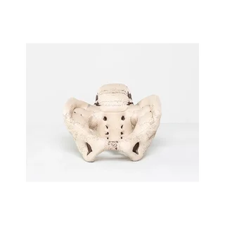 Modello pelvico in tessuto e gommapiuma che mostra il bacino femminile. Dimostrazione guidata del parto.