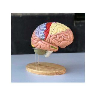 Grande modello educativo del cervello con colori, nomi e in 5 parti sul supporto