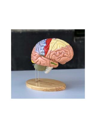 Grande modello educativo del cervello con colori, nomi e in 5 parti sul supporto