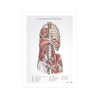 Poster di anatomia - Iliopsoas e diaframma