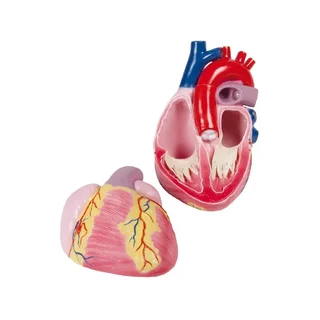 Modello di cuore gigante, 3 volte la grandezza naturale, 2 parti