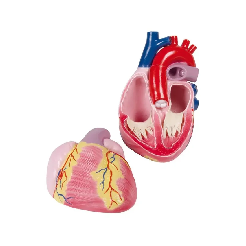 Modello di cuore gigante, 3 volte la grandezza naturale, 2 parti