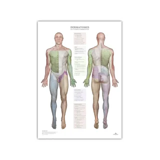 Dermatomi e aree di innervazione cutanea