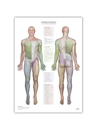 Dermatomi e aree di innervazione cutanea