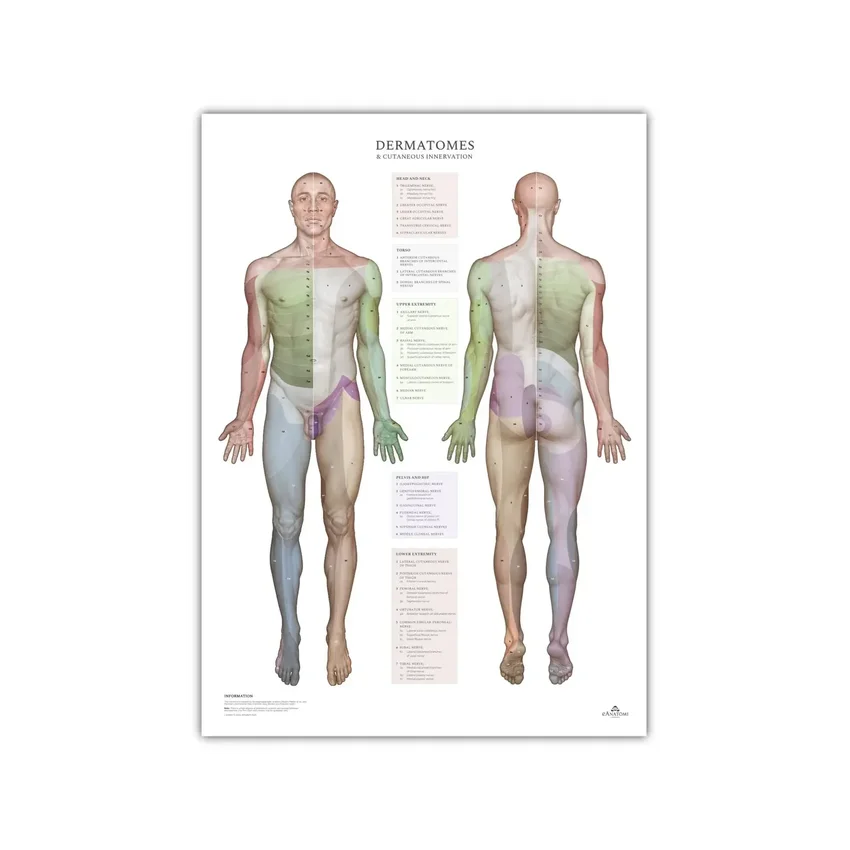 Dermatomi e aree di innervazione cutanea