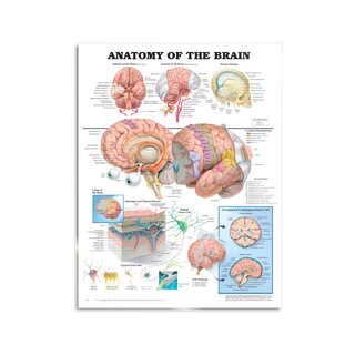 Poster di anatomia del cervello