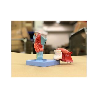 Modello di gola con collo e lingua in 5 parti