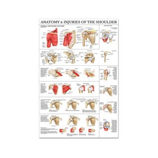 Poster spalla e gomito in pellicola di plastica PET lucida, dimensioni 51x66 cm