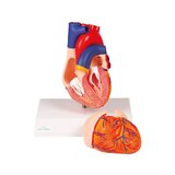 Modello di cuore, a grandezza naturale, 2 parti