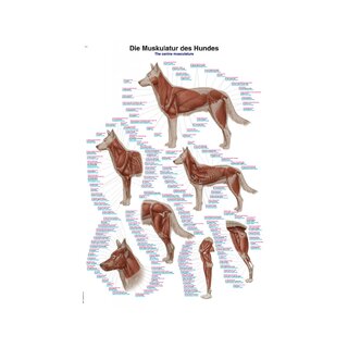 Poster Muscolatura del cane 70x100 cm